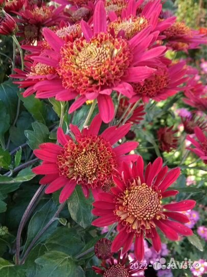 Хризантема