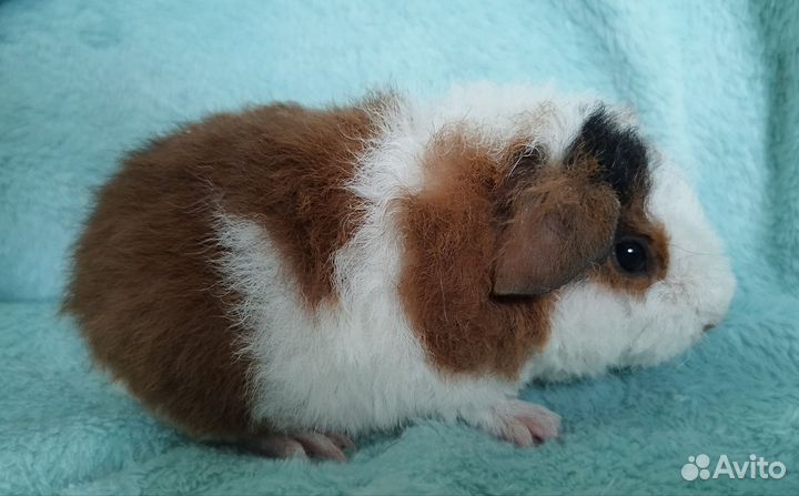 Морская свинка тедди мальчик бронь