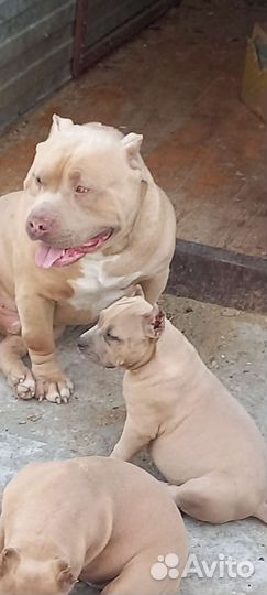 Американский булли xl