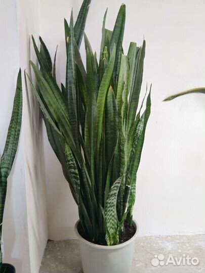 Сансевиерия