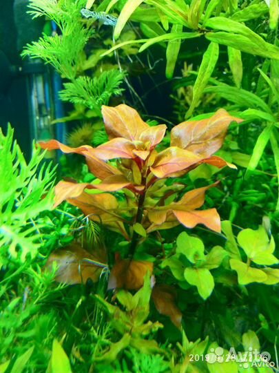 Аквариумные растения, креветки, корм живой