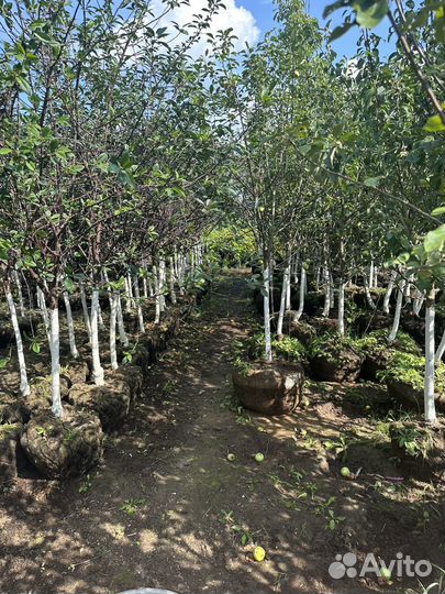 Саженцы И крупномеры