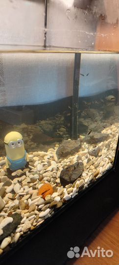 Аквариум