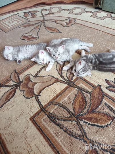 Британские котята