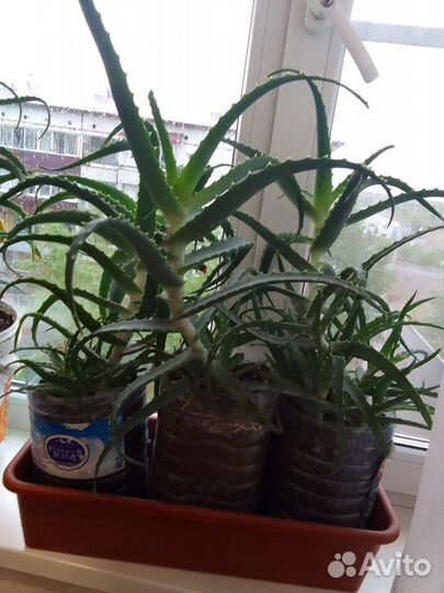 Алоэ лечебный