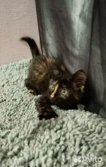 Котенок - Евочка