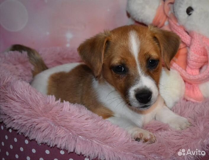 Джек Рассел терьер