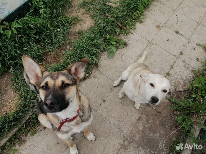 Собака в добрые руки