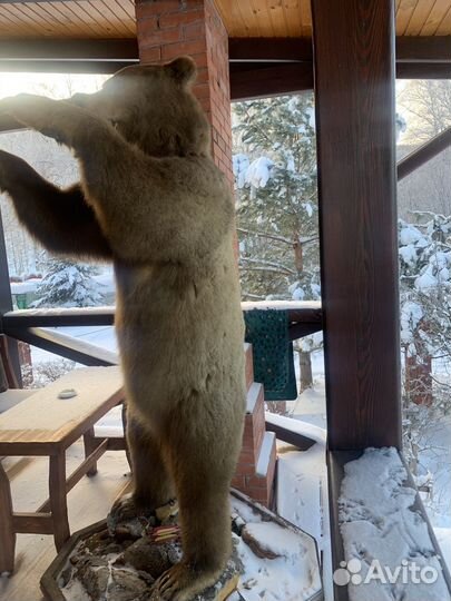 Имитация чучела бурого медведя