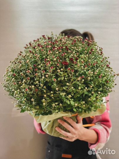 Хризантема для дома