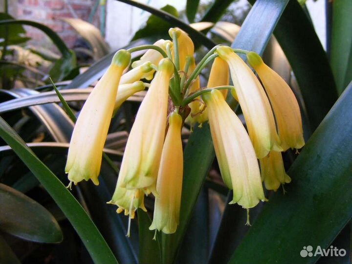 Комнатные растения