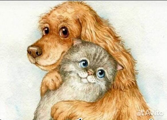 Без кота и жизнь не та - забери из приюта