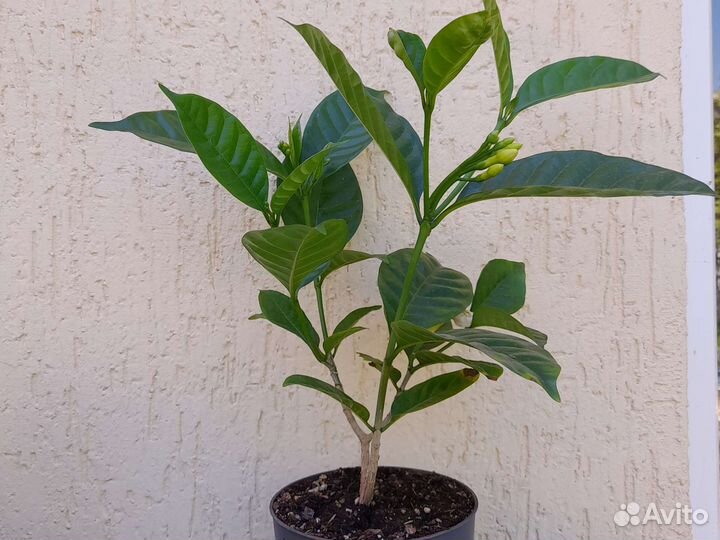 Табернемонтана