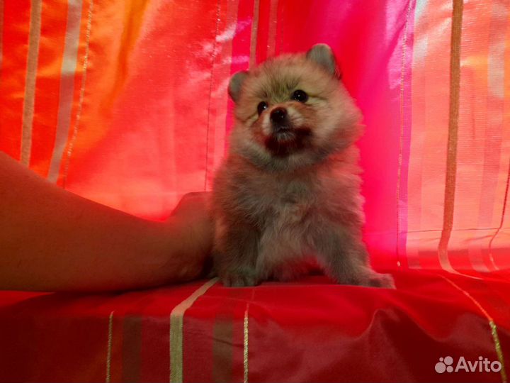 Померанский шпиц