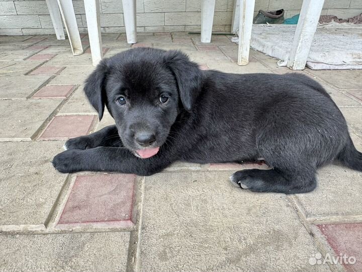 Щенки девочки лабрадор