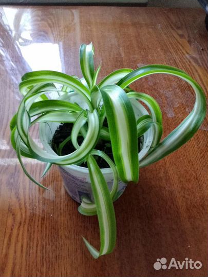 Хлорофитум кудрявый