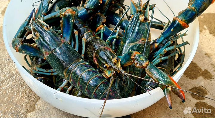 Австралийские раки