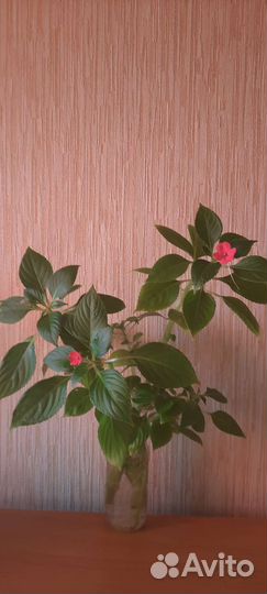 Ванька мокрый Бальзамин