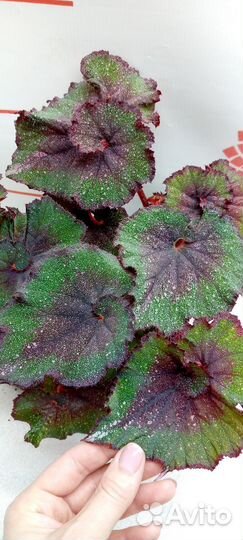 Бегония Рекс микс