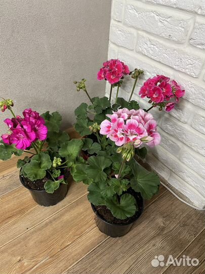 Пеларгония герань комнатные цветы