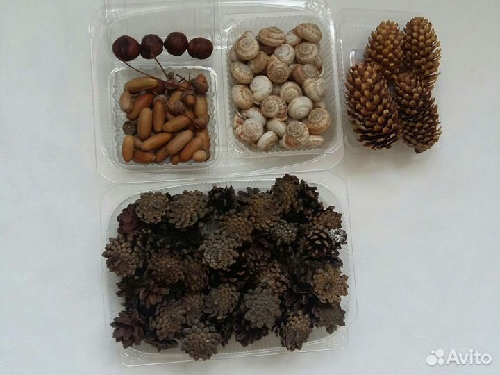 Шишки еловые сосновые жёлуди хлопок ракушки каштан