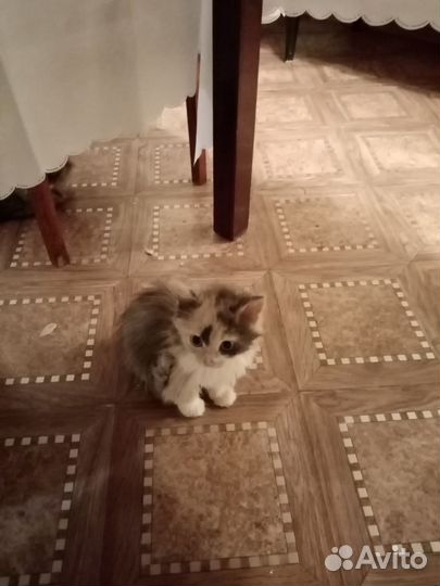 Котята в добрые руки девочки