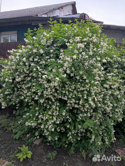 Чубушник, Сибирский Жасмин, много разных растений
