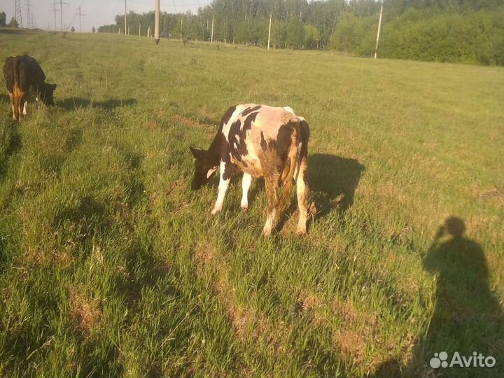 Разнорабочий в подсобное хозяйство