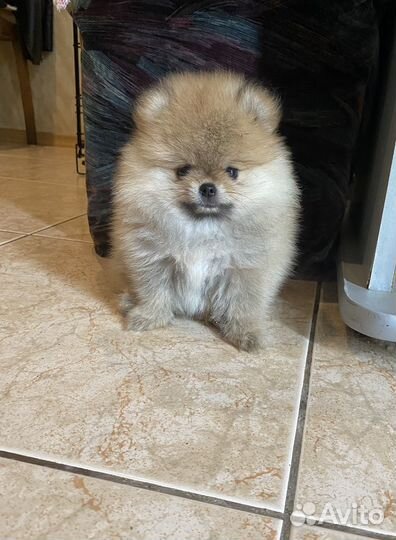 Мини девочка померанского шпица