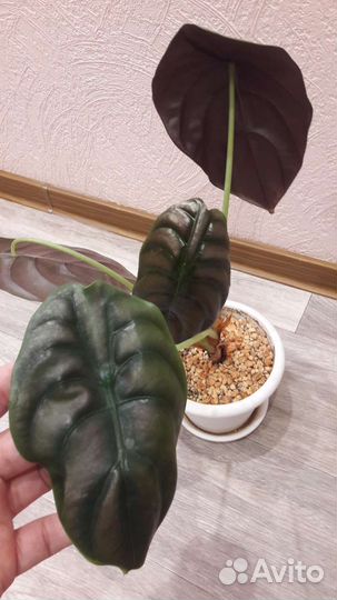 Комнатные растения