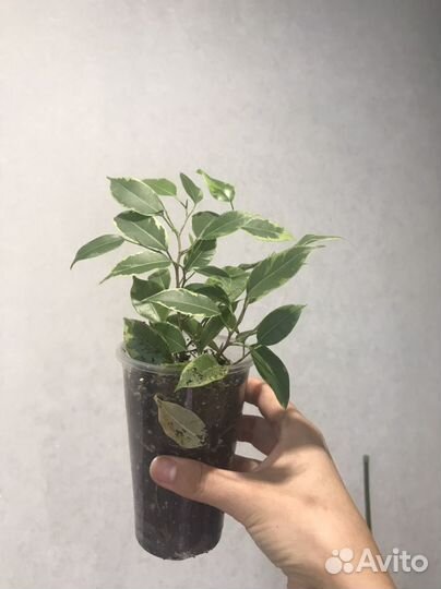 Комнатные растения