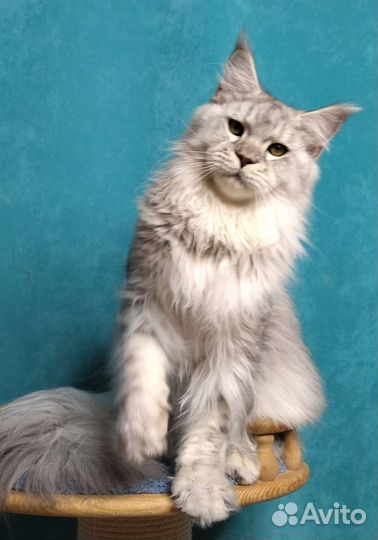 Котята Мейн-кун