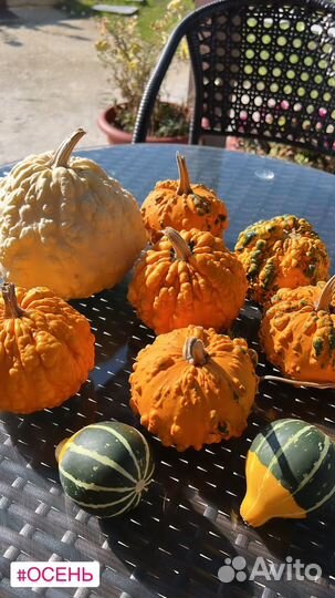 Тыквы декоративные