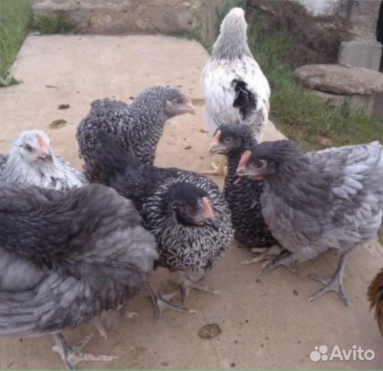 Куры несушки с доставкой