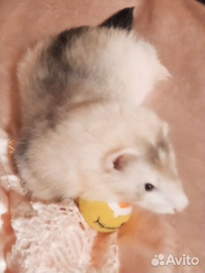 Вязка хорька - экзота