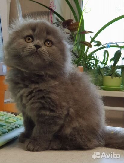 Шотландские котята классического голубого окраса