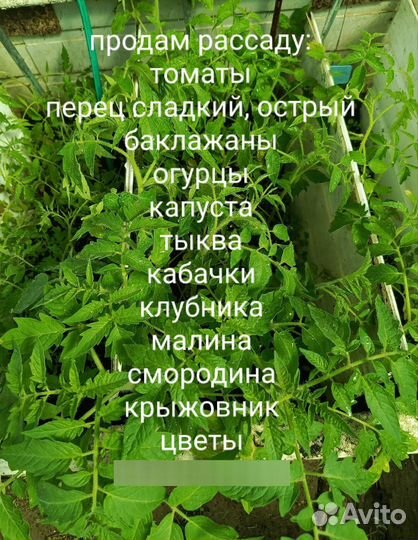 Рассада овощи, цветы