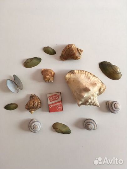 Ракушки, камни для аквариума