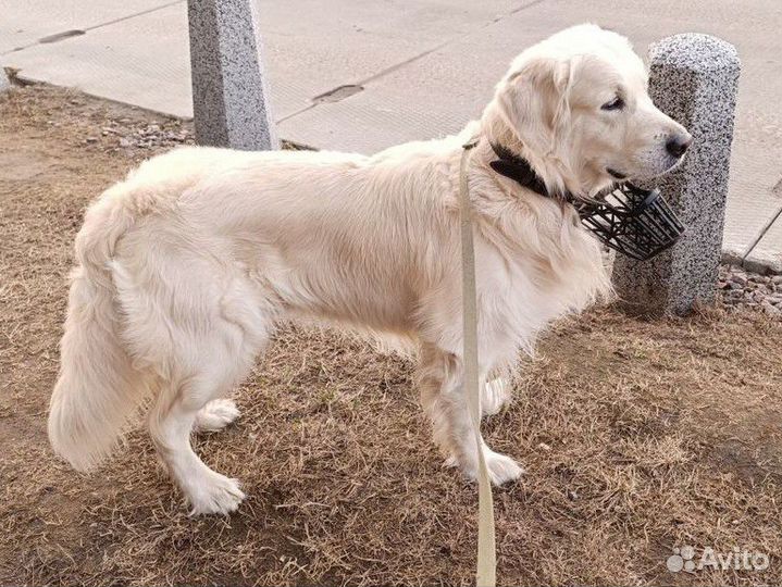 Вязка золотистого ретривера