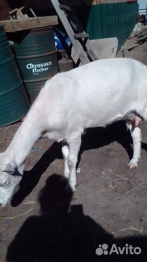 Зааненская коза