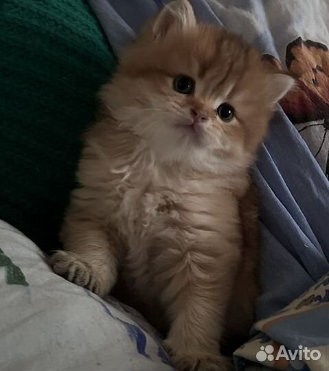 Британские мальчишки