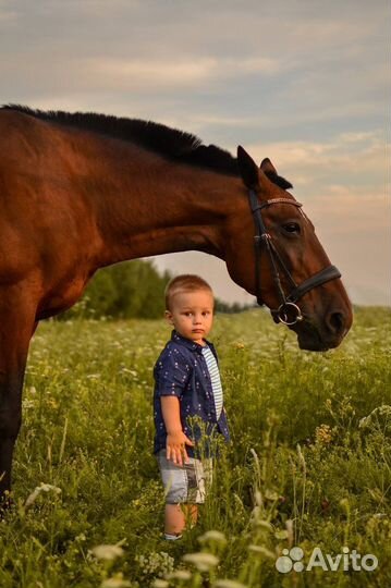 Фотосессия с лошадьми