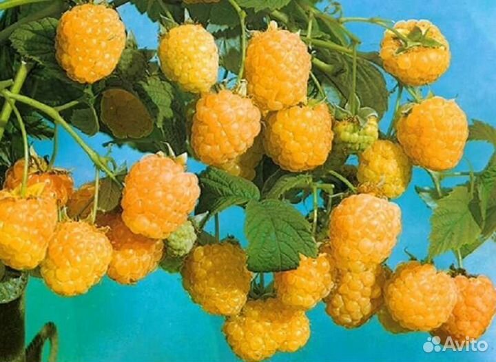 Ремонтантная малина оранжевая чудо