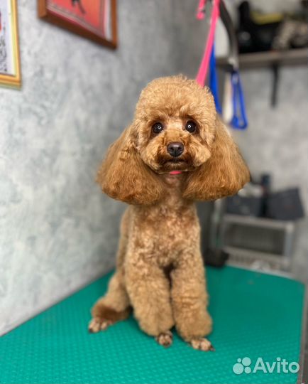 Стрижка собак 