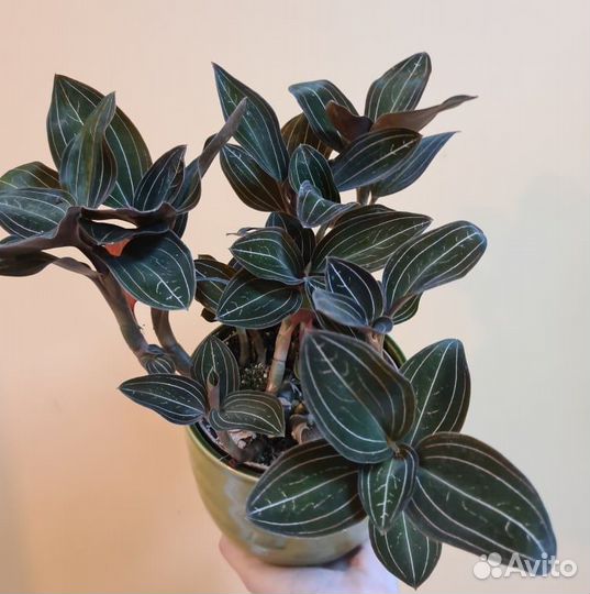 Лудизия (драгоценная орхидея) с доставкой