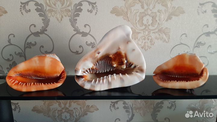 Раковины морские