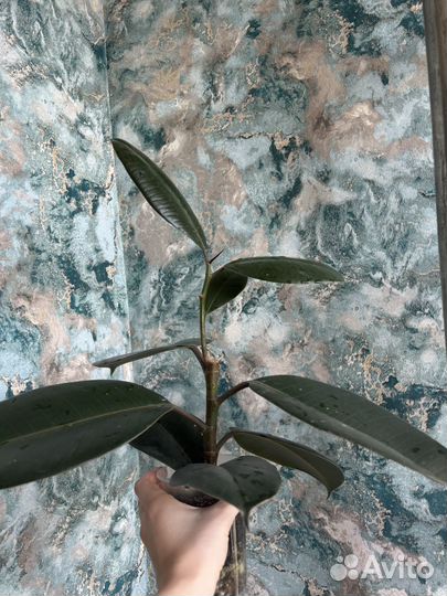 Фикус каучуконосный