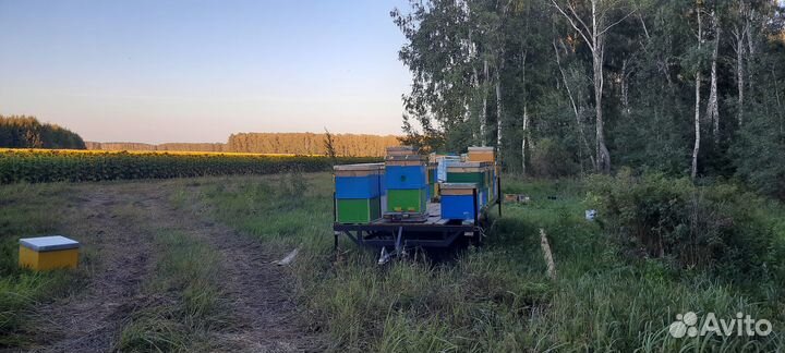 Мёд, мед Цена указана за 3л меда. Личная пасека