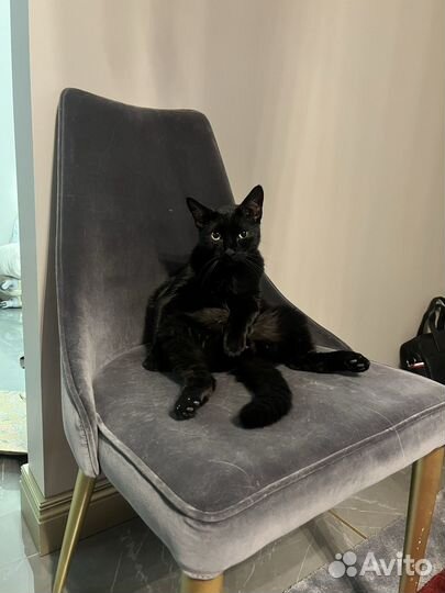 Инь янь. Черный кот и белая кошка на съемку