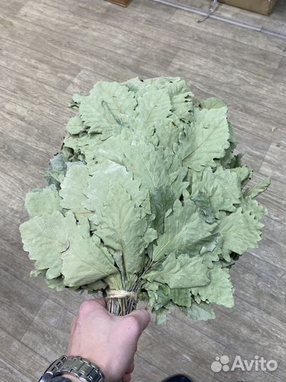 Краснодарский дуб